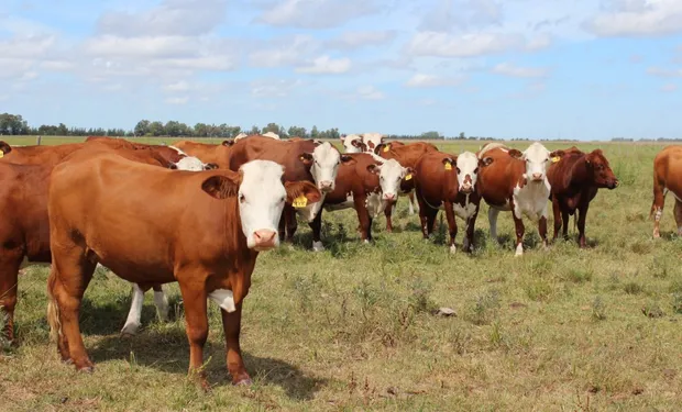 manejo_de_rodeo_fyo_0